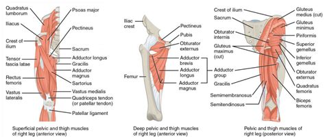 Appendicular Muscles Of The Pelvic Girdle And Lower Limbs Anatomy And