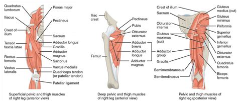 Femur length to torso length has nothing to do with overall body height. 14.13: Appendicular Muscles of the Pelvic Girdle and Lower ...