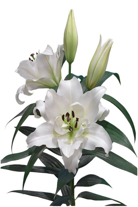 Cut Flowers Png Lilium Flower Flowers Leaf Images