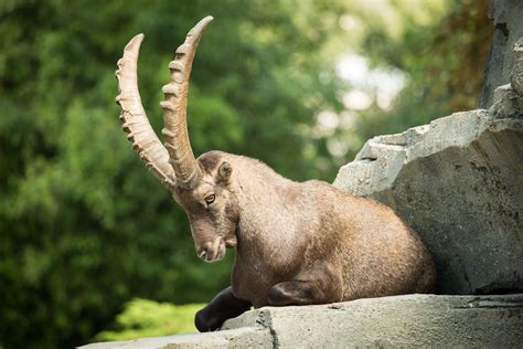 Animals Mammals Ibex Wallpapers Hd Desktop And Mobile Backgrounds