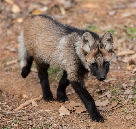 Four Maned Wolf Pups