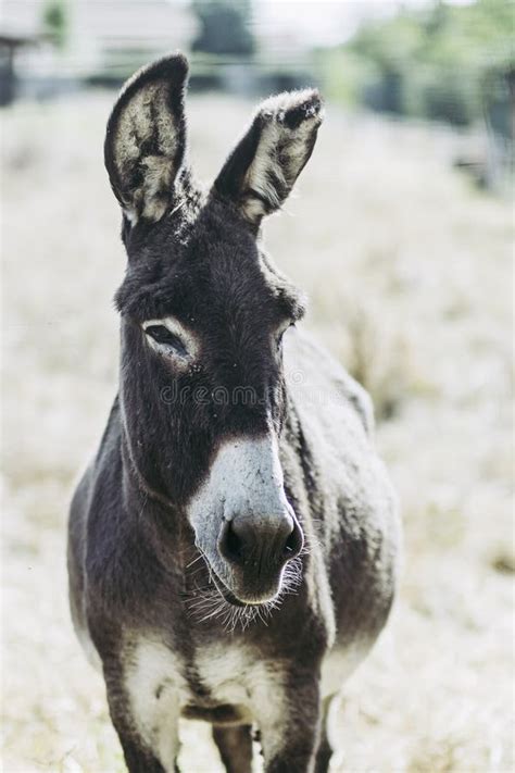 Portrait Of A Gray Donkey In A Field Stock Image Image Of Donkey