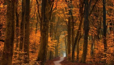 Wallpaper Sunlight Trees Landscape Fall Leaves Nature Road