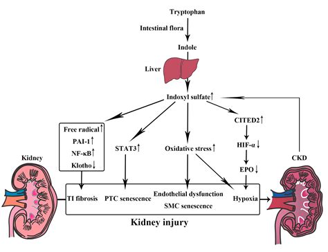 Uremic Frost In Ckd Uremic Frost Information Including Symptoms