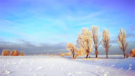 The Thick Snow Of The Winter Wheat Fields Wallpaper 2560x1440 Qhd