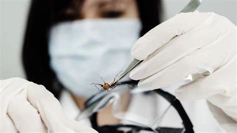 Los Contagios Confirmados Por Dengue Superan Los 41 Mil Y 2020 Ya Tiene El Mayor Número De Casos