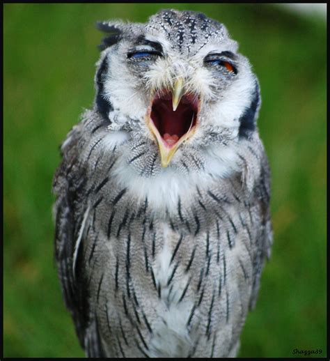 Sleepy Owl Shazza39 Flickr