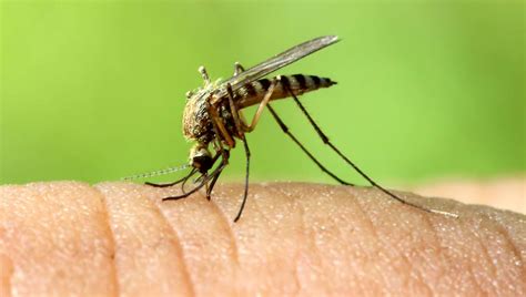 3,532 full mosquitos products are offered for sale by suppliers on alibaba.com, of which pest control accounts for 1%, bug zappers accounts for 1%. The Bare Truth About Mosquitoes