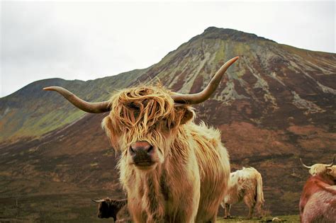 Hd Wallpaper Highland Cow Field Farm Animal Horns Hairy Cloudy