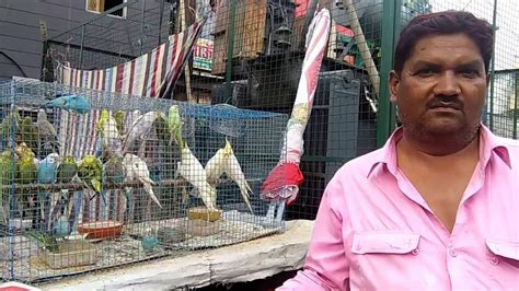 Exotic Birds Sale At Haldwani Nainital Youtube