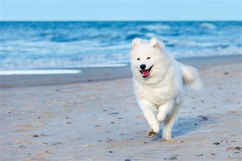 5 Intelligent Dog Breeds For Active Owners Happy Samoyed