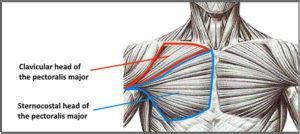The pectoralis major and minor. Ultimate Upper Chest Workout To Complete Your Pecs ...