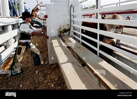 Bucking Chutes Hi Res Stock Photography And Images Alamy