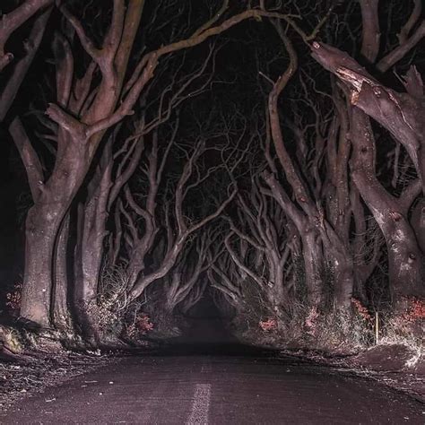 The Dark Forest Northern Ireland Pics