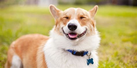 Review of the most adorable dog breeds. 17 Funny Dogs To Brighten Your Day - Cute Dog Photos