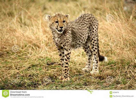 Cheetah Cub Standing Watchful In The Grass Stock Image Image Of East