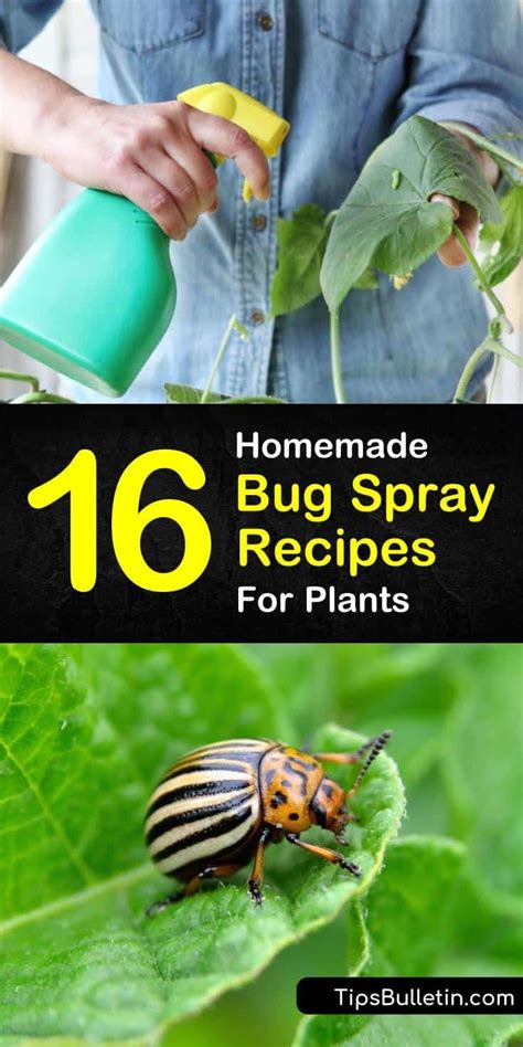 How To Prepare For Pest Control Spray How To Make A Safe And