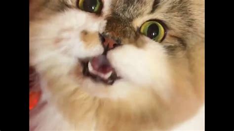 Chirping Cat Cat Talking Funny Kenshin Kitty Youtube