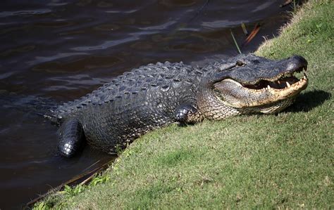 Giant 15 Ft Alligator Takes A Stroll Around A Golf Course The Jv Show