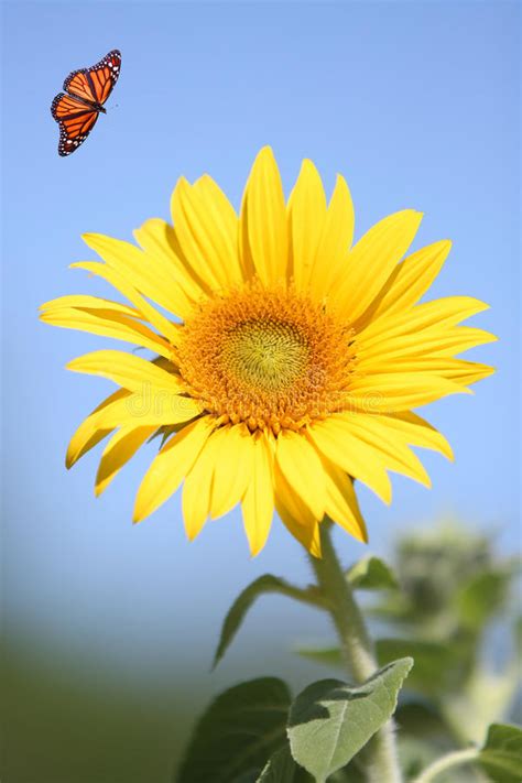 Sunflower With Monarch Butterfly Stock Image Image Of
