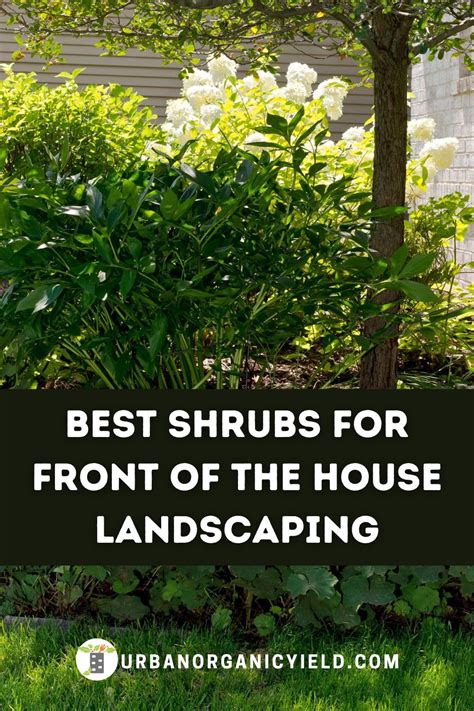 12 Best Low Maintenance Evergreen Shrubs For Front Of House Artofit
