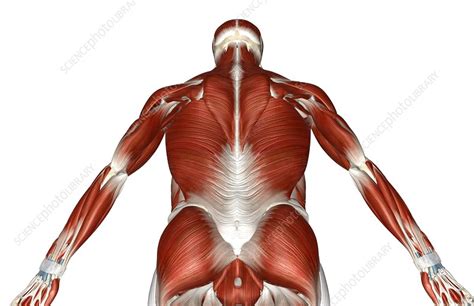 Muscles of the torso, as well as muscles in the arms or legs, can give the impression of a thin or but, above all, these muscles are of great physiological importance. The muscles of the upper body - Stock Image - C008/1816 ...