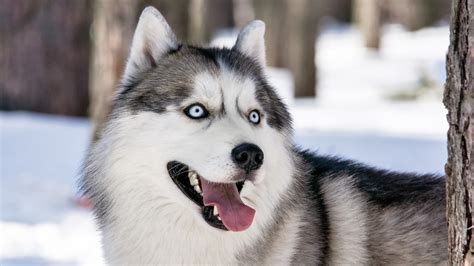 Siberian Husky Full Hd Wallpaper And Background Image 1920x1080 Id