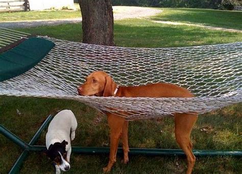 Funny Dog Fails That Will Make You Feel Bad For Laughing 16 Pics