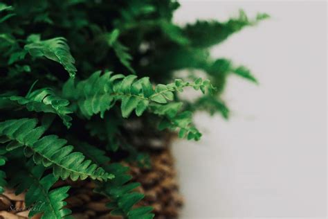 15 Best Indoor Fern Plants To Grow Indoors Petal Republic