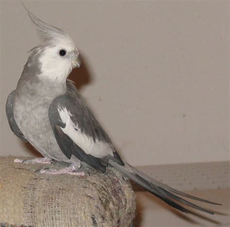 Gainesville Cockatiel Rescue Adopted Birds
