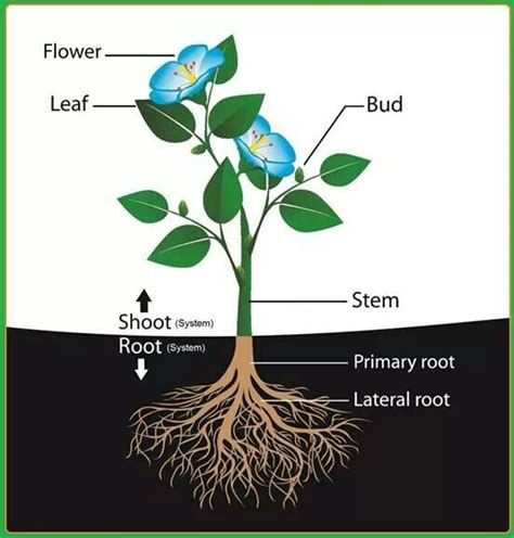 Root And Shoot System In Plants