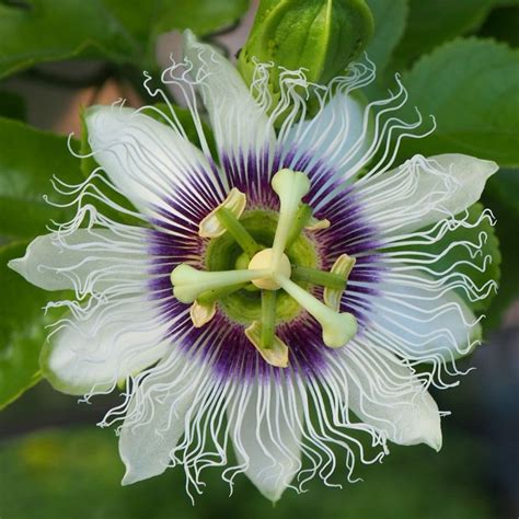 Buy Edible Fruited Passion Flower Passiflora Edulis Passiflora Edulis Delivery By Waitrose Garden