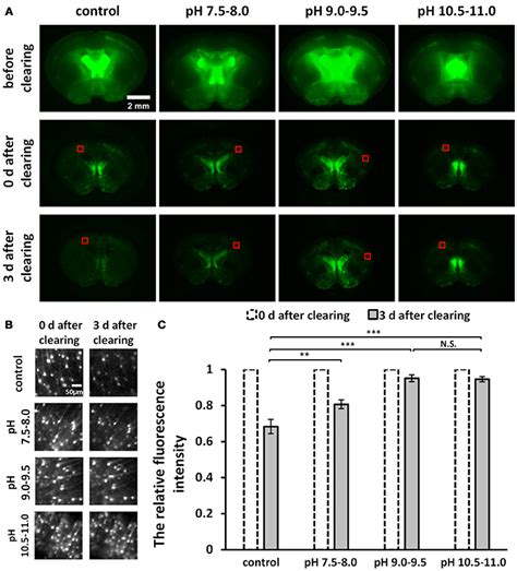 Frontiers Optimization Of Gfp Fluorescence Preservation By A Modified