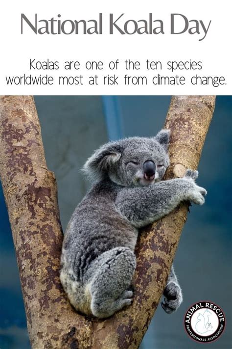 National Koala Day Koala Koala Bear Lazy Animals