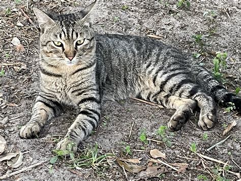 Found Male Cat Tabby Sdh Winter Park Lost Pets