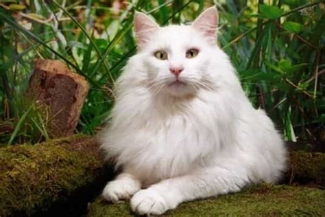 The norwegian forest cat is native to norway, with a history going back hundreds and maybe thousands of years. Norwegian Forest Cat Breeds, Origin and Facts - Catsfud