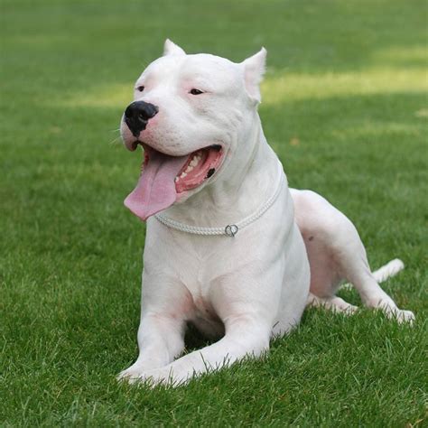 Dogo Argentino Características Carácter Y Cuidados