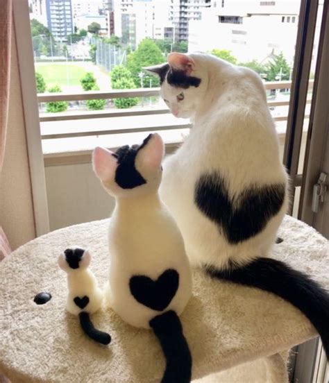 Cat With Heart Shaped Marking Is Melting Hearts Online