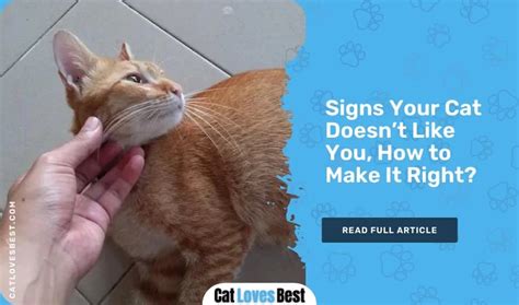 11 Signs Your Cat Doesnt Like You How To Make It Right