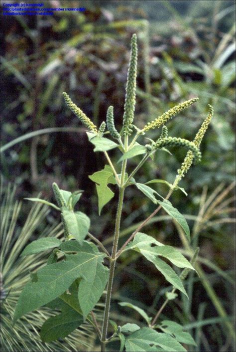 Plantfiles Pictures Ambrosia Species Buffaloweed Giant Ragweed