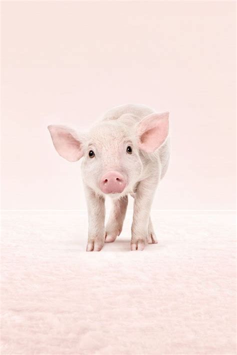 🔥 Free Download Baby Pig Download Wallpaper For Iphone Hd Background