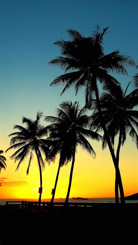 Palm Trees Tree Tropics Printing Sunset Palm Tree Sunset For