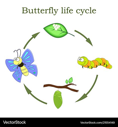 The Life Cycle Of A Butterfly 36a