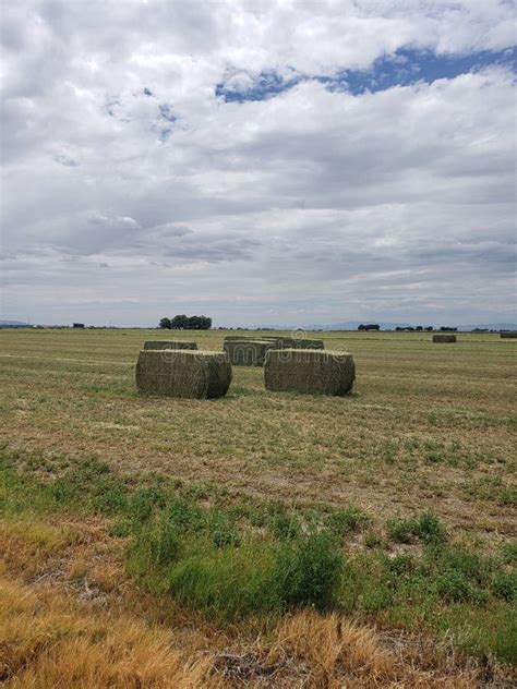 Large Alfalfa Hay Baled In A Field Stock Photo Image Of Farming Feed