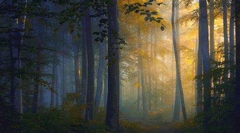 Forest Path Trees Mist Wallpaper Coolwallpapersme