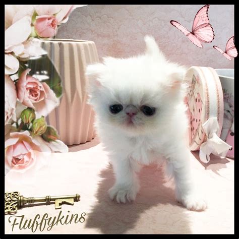 Fluffykins Arlin Orange Eyed White Persian Kitten 4 Weeks Old Persian
