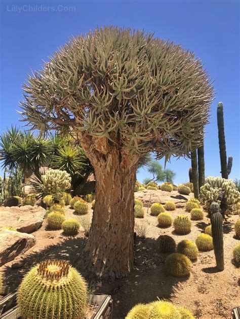 Sophia Moms Diary Arizona Desert Flowering Plants Southeastern