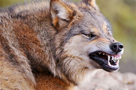 Growling Wolf Wallpapers And Images Wallpapers Pictures