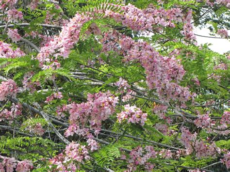 This tree is a great option to plant near utility lines, next to larger buildings, or near patios. pink flowering tree_detail | Bhaskar Rao | Flickr