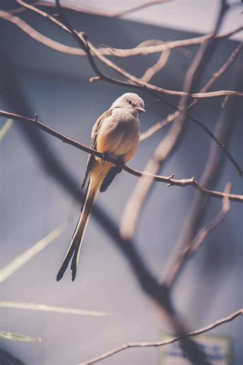 Bird With Long Tail Feather Photograph By Kristina Mead Fine Art America